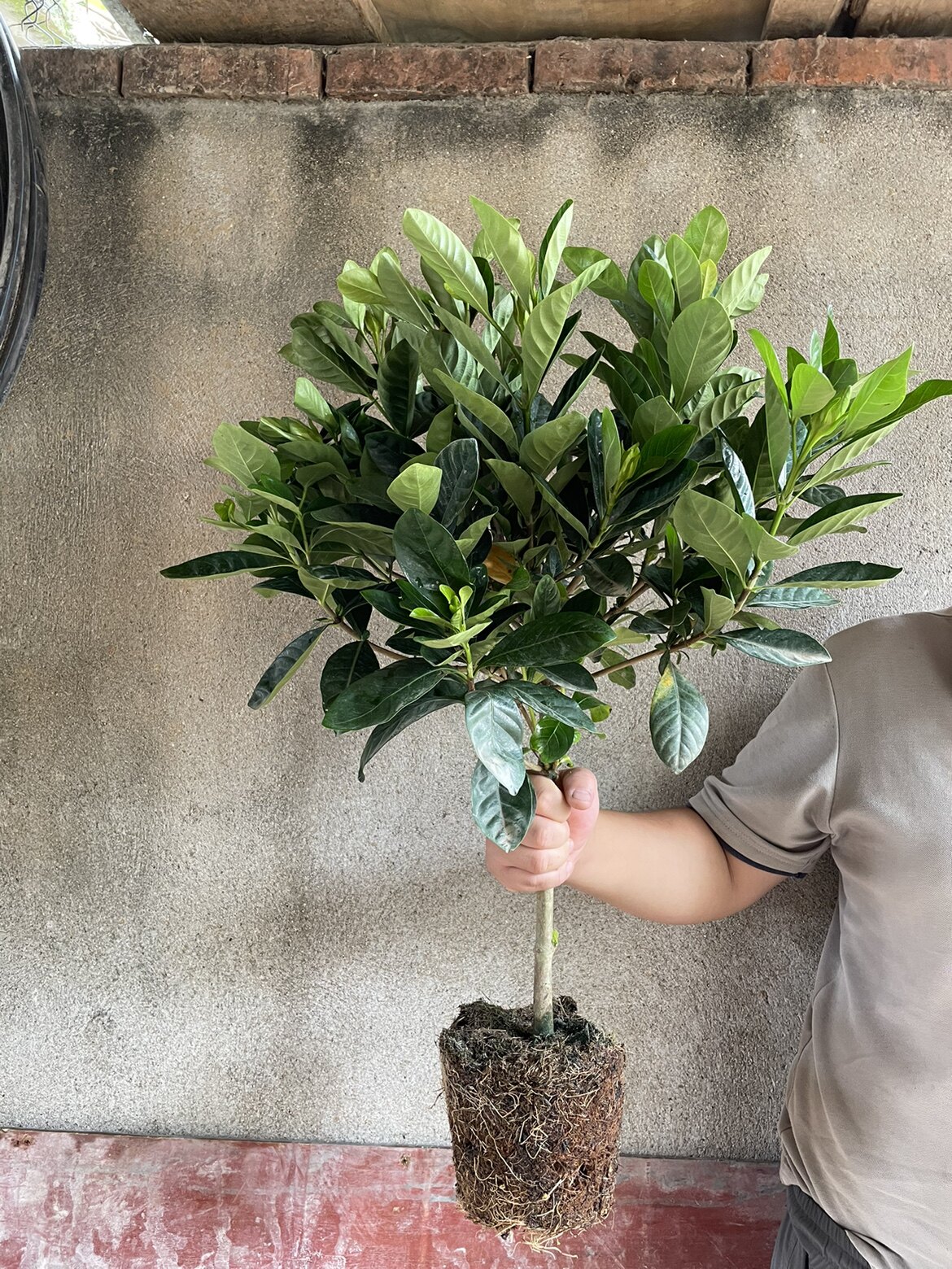 栀子花苗室内阳台盆栽独杆庭院四季开花浓香大小叶牡丹栀子花树苗