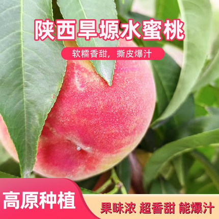 现摘新鲜桃子旱塬水蜜桃高原爆汁蜜桃孕妇当季水果整箱包邮脆甜