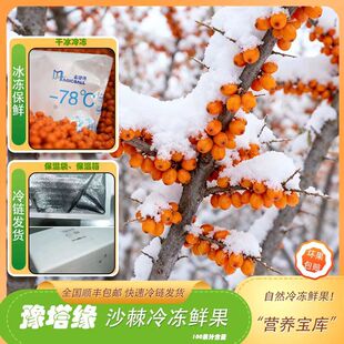 正宗新疆阿勒泰野生有机野生大果沙棘十分熟冻鲜果零农残顺丰冷链