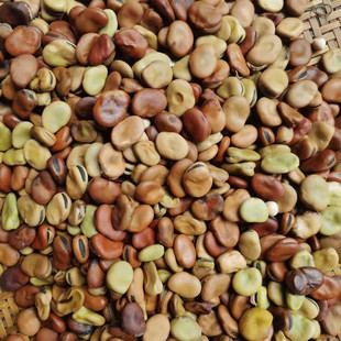 干生蚕豆干货胡豆小蚕豆罗汉豆肉质细腻颗粒饱满青鲜可口买3送2