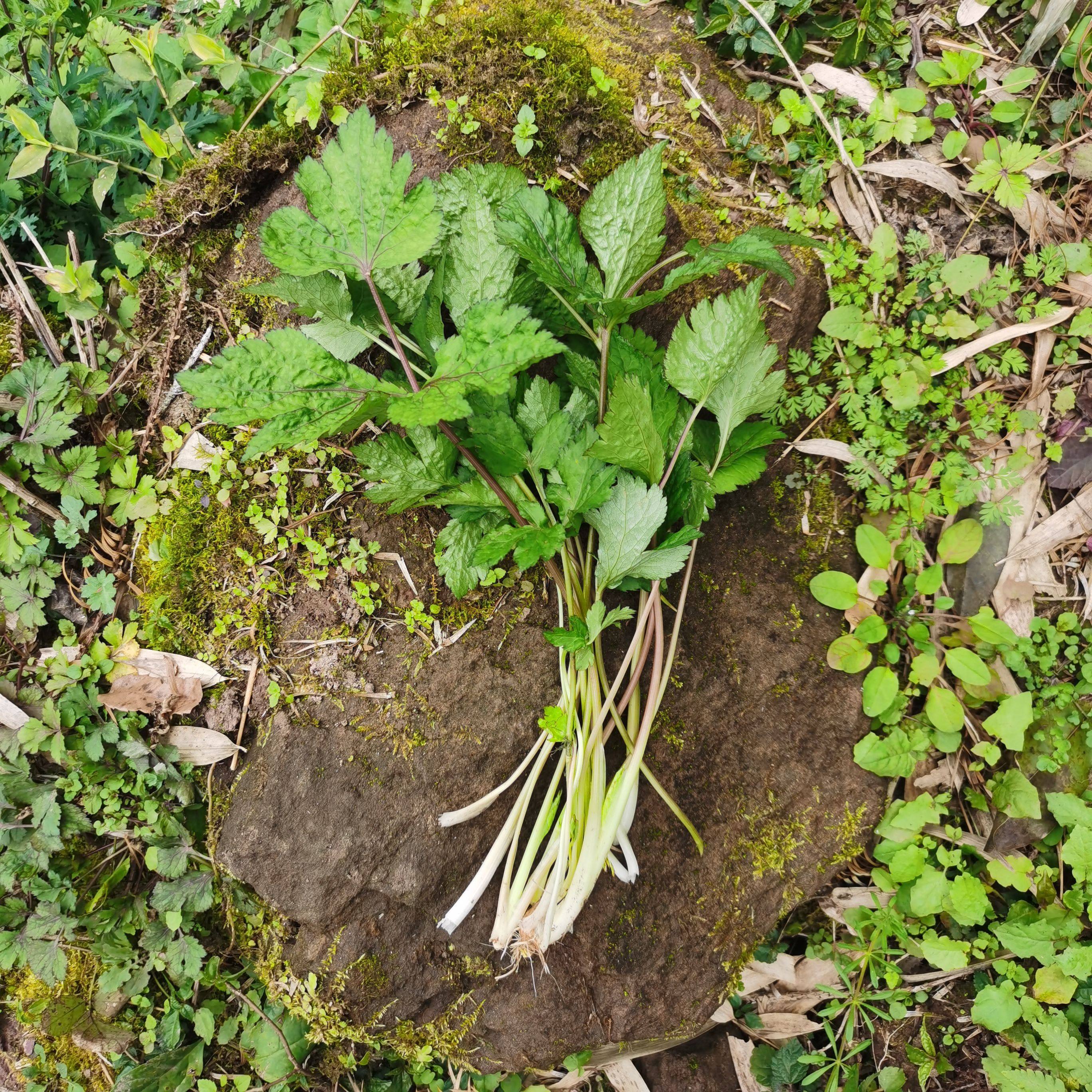 新鲜鸭脚板草旱芹菜鹅脚板菜野芹菜重庆农村当季野菜山里现采现发