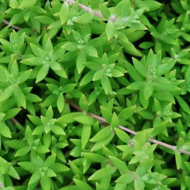 垂盆草可食用盆栽垂吊绿植物狗牙瓣养肝护肝现采现发四季常青