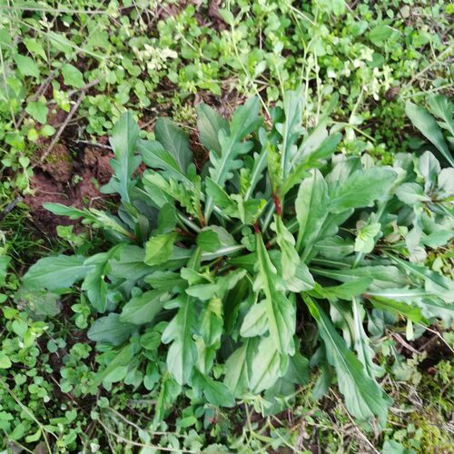 野菜马兰头新鲜鸡毛菜重庆农户现采现发山里菜鸡儿肠红梗马兰头