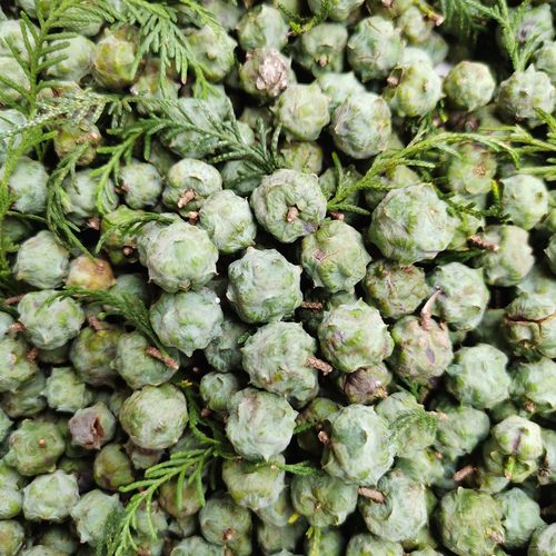 新鲜侧柏叶籽重庆深山侧柏果柏铃子果柏树籽壳果乌发护发现摘现发