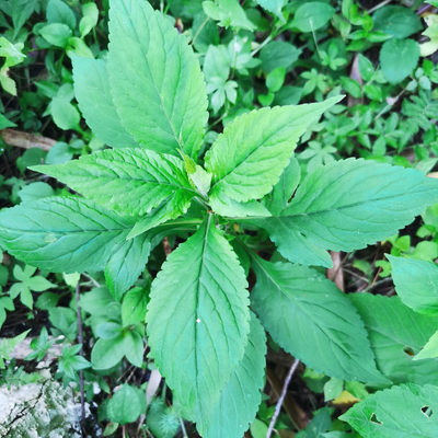 新鲜苦菜败酱草野生天然