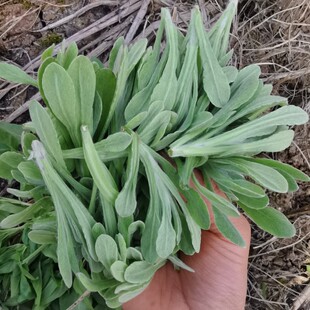 新鲜清明菜野生鼠曲菜重庆鼠耳草田艾清明草食用糍粑青团现摘现发