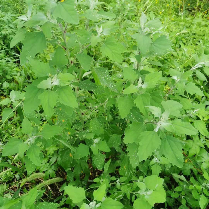 重庆新鲜食用野生灰灰菜 灰藋灰菜野生灰菜蒸野灰灰菜现摘先发