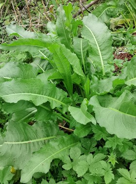 新鲜土大黄血三七杨铁叶子根牛耳大黄土大黄羊蹄根牛舌草现挖现发