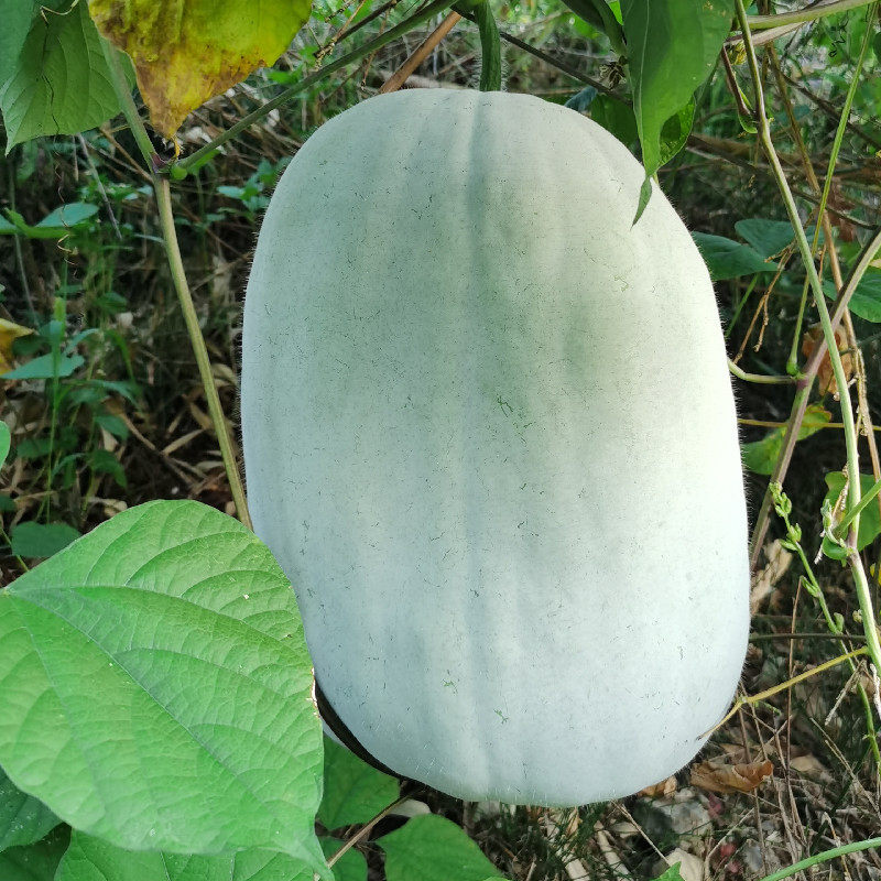 老品种小白冬瓜重庆农家自种新鲜白皮冬瓜应季蔬菜做汤