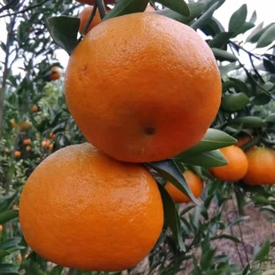 重庆耙耙柑芦柑新鲜大雅柑橘中大果丑桔整箱净重5斤当季水果现摘