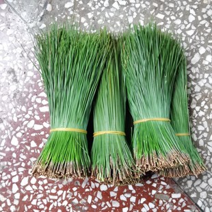 新鲜马尾松针茶深山自然生长松针叶可泡茶泡酒蒸笼垫做酵素蒸包子