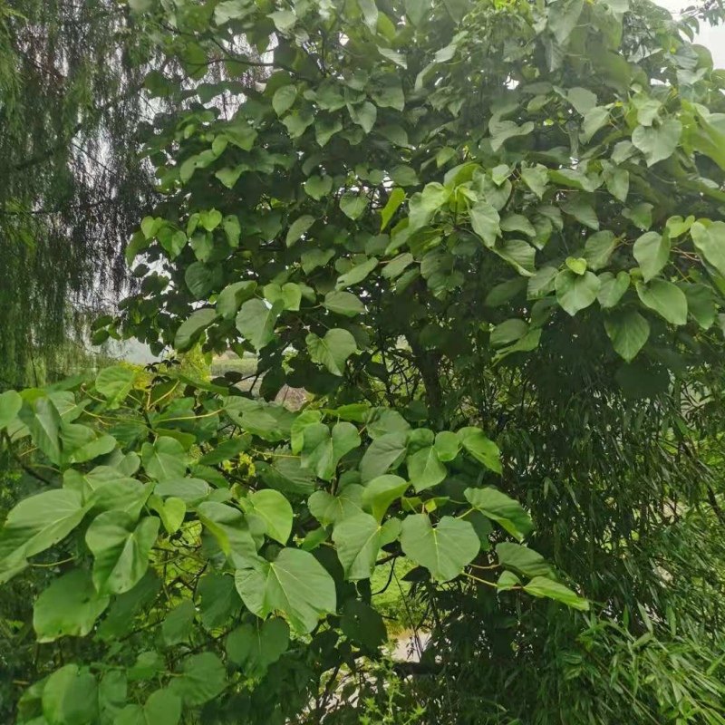 重庆野生新鲜桐子树叶苞谷粑玉米粑叶麦子粑粗粮杂粮早餐糕点
