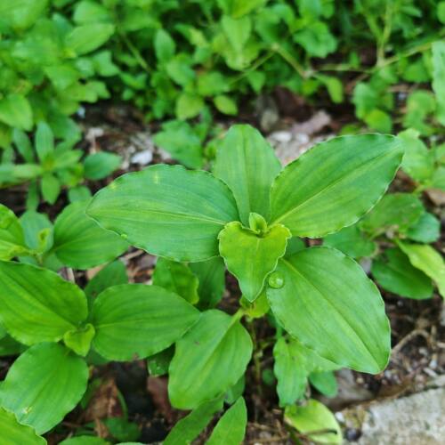 竹节菜新鲜竹叶菜鸭拓草应季野菜酒店特色菜现摘嫩竹叶菜芽尖现摘