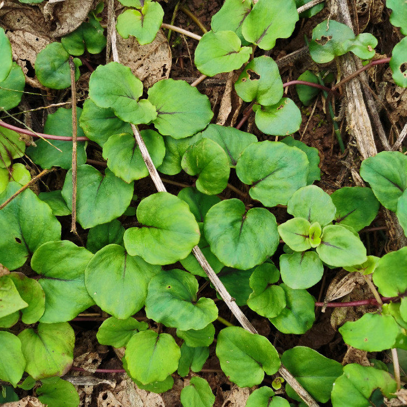 新鲜过路黄重庆农村深山大叶金钱草煮水喝食用现采中草药茶农产品