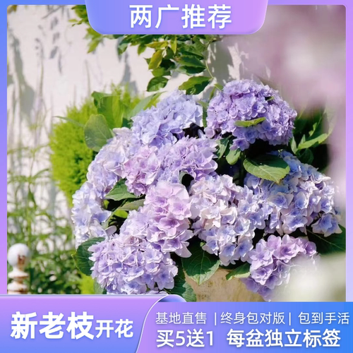 两广新老枝开花品种绣球小苗无尽夏花手鞠