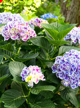 岛1.绣球小苗基地新手无尽夏万华镜太阳神殿薄荷拇指花手鞠大海蓝