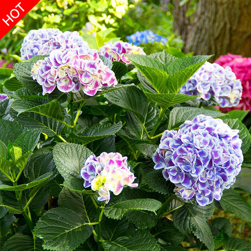 绣球岛【新手必入】满20包邮对版