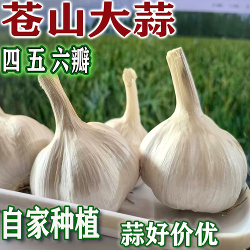 苍山大蒜新大蒜正宗六瓣苯蒜蒜头