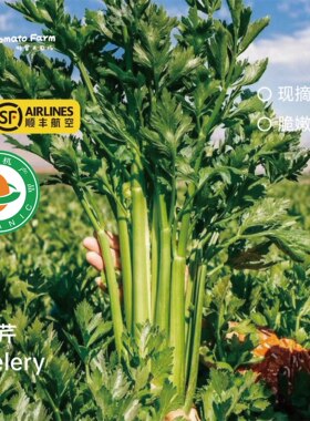 Celery有机西芹榨汁清爽多汁脆嫩清香现摘现发顺丰即7斤脆嫩鲜取