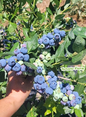 【花香蓝莓】BlueBerry现摘现发酸甜味Jade蓝莓合作生态顺丰