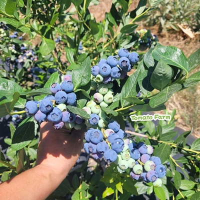 【花香蓝莓】BlueBerry现摘现发酸甜味Jade蓝莓合作生态顺丰