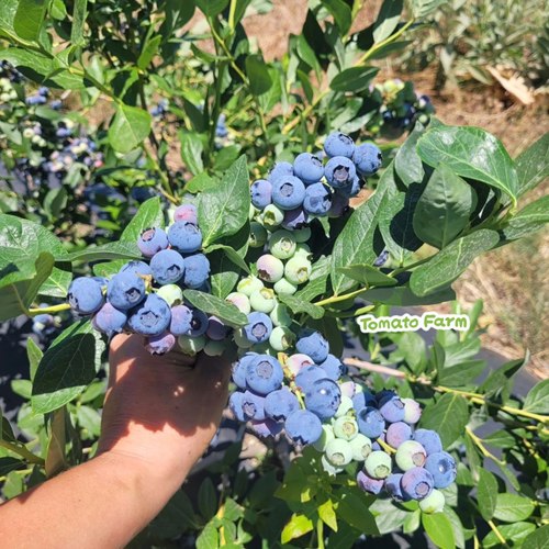 【花香蓝莓】BlueBerry现摘现发酸甜味Jade蓝莓合作生态顺丰