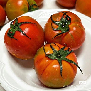 【月份额】熊本引入王妃西红柿番茄浓郁爆汁超好吃大小不一即生鲜