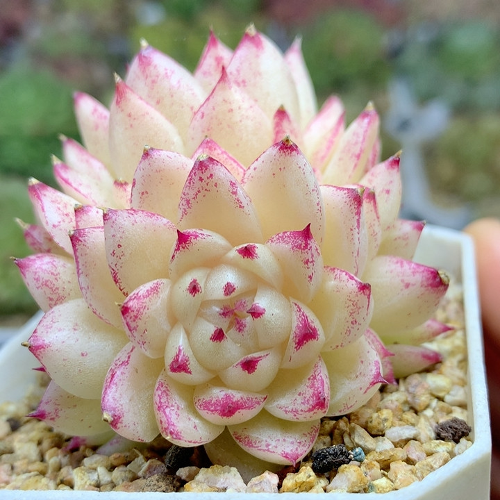 粉油透老桩5,鲜花速递/花卉仿真/绿植园艺,多肉植物,淘宝优惠券,粉丝福利购,淘宝优惠卷