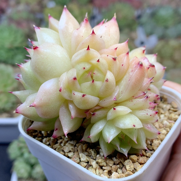 油透肥圆包边线老桩6,鲜花速递/花卉仿真/绿植园艺,多肉植物,淘宝优惠券,粉丝福利购,淘宝优惠卷