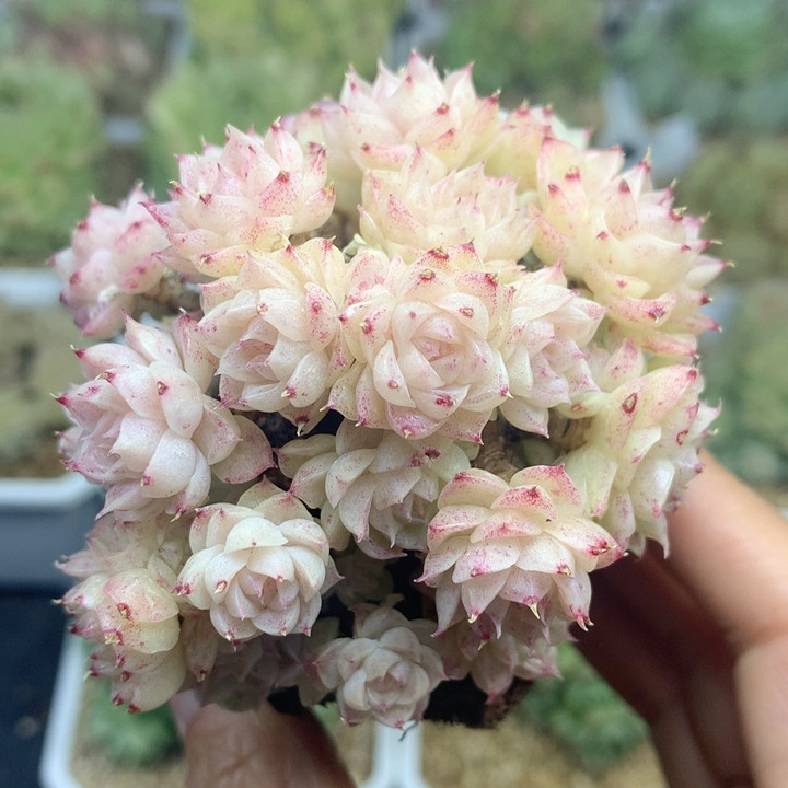 白粉油透小脸老桩群,鲜花速递/花卉仿真/绿植园艺,多肉植物,淘宝优惠券,粉丝福利购,淘宝优惠卷