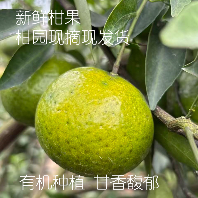 新会梅江2026老树原枝新鲜柑果 有机种植无农残 小青柑果大红柑果