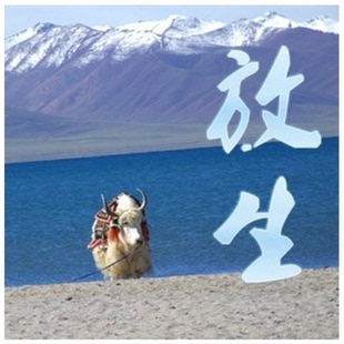 家 送牦牛回归大自然