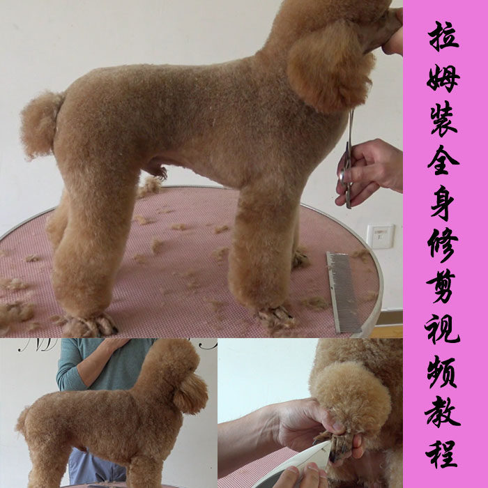 宠物美容教程视频 贵宾犬拉姆装运动装修剪视频教程 泰迪美容视频