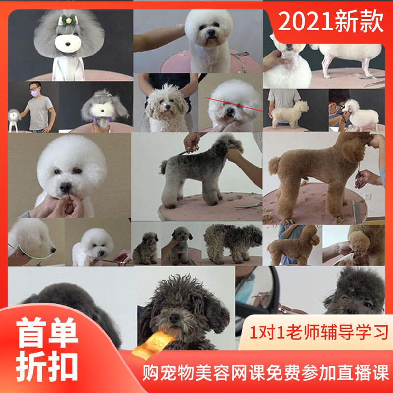 宠物美容视频教程泰迪比熊萌系修剪课程第二套