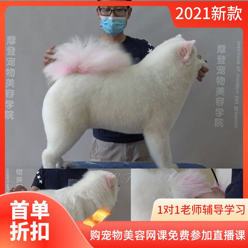 宠物美容教程视频萨摩耶造型修剪课程