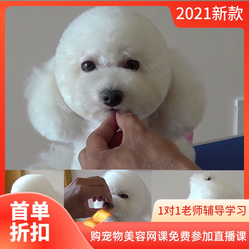 不出门就能学会宠物美容