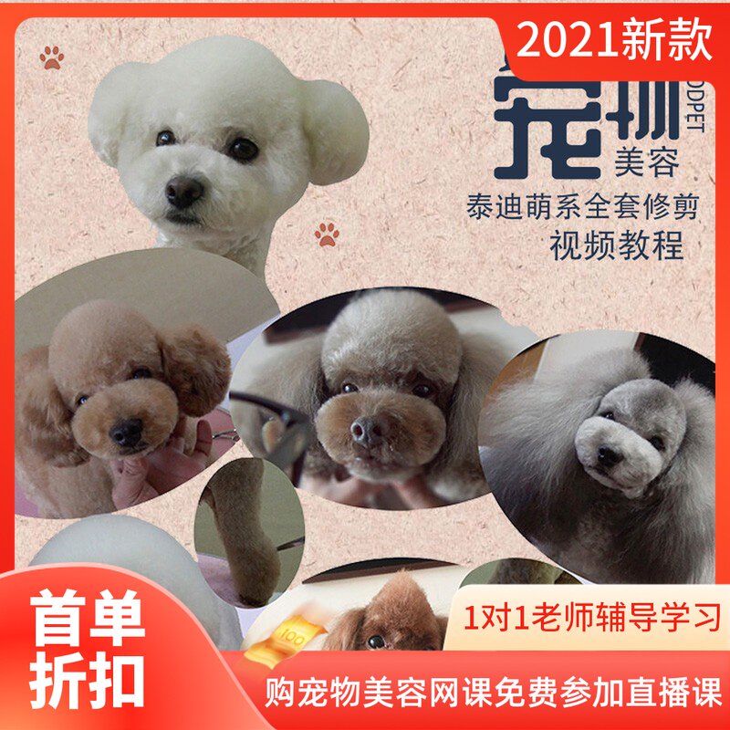 宠物美容教学视频泰迪萌系造型修剪课程第一套