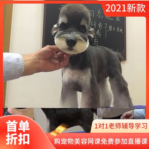 不出门就能学会宠物美容