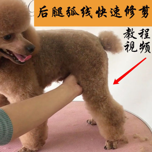 泰迪美容后腿弧线快速修剪教程视频宠物美容师培训视频教程MODPET