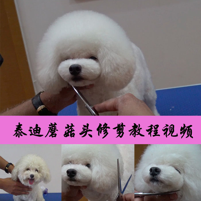 宠物美容视频教程日韩萌系泰迪蘑菇头修剪毛教学视频modpet