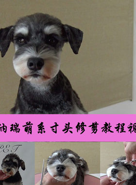 宠物美容教程视频雪纳瑞犬狗日韩萌系寸头修剪毛美容师培训MODPET