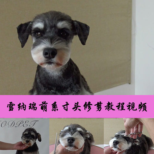 宠物美容教程视频雪纳瑞犬狗日韩萌系寸头修剪毛美容师培训MODPET
