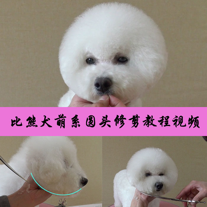 宠物美容师视频教程 比熊犬修剪 泰迪日萌韩系图解视频教程