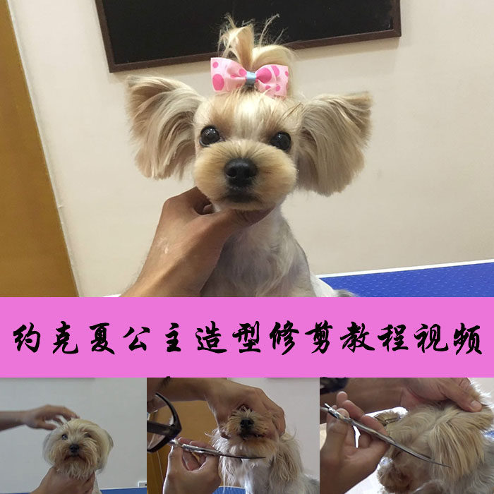 日韩萌系宠物美容师教程视频约克新职业就业培训