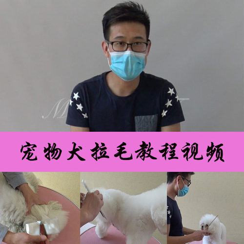 宠物犬拉毛教程视频狗狗技巧泰迪比熊雪纳瑞约克夏MODPET