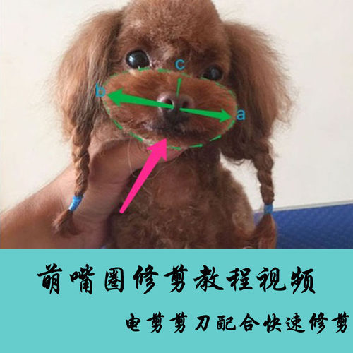 摩登宠物狗美容造型书图解泰迪韩国日韩萌系教学视频教程