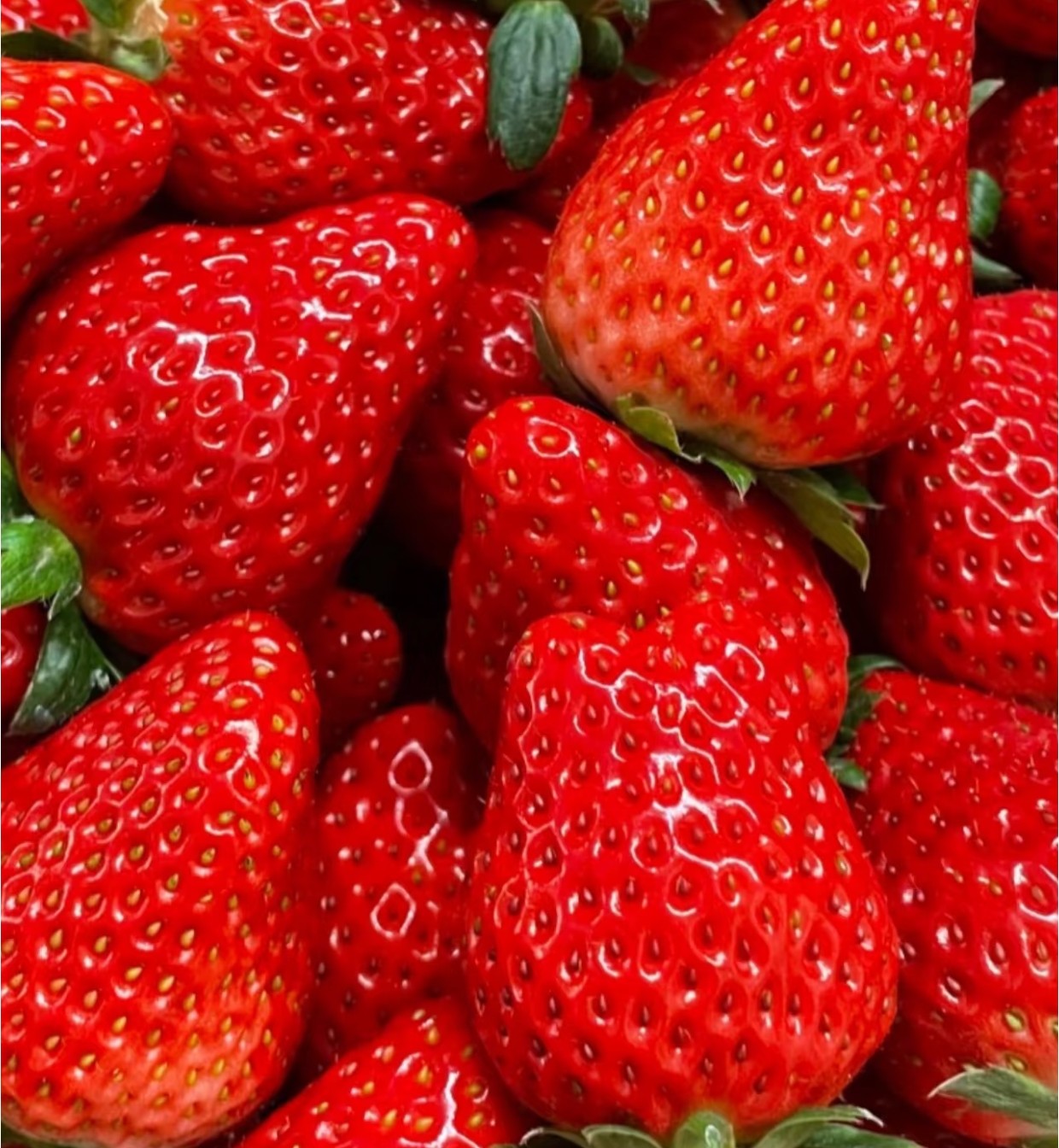 【1加仑大盆栽】正宗奶油草莓苗秧苗盆栽四季种植阳台庭院盆栽,农用物资,水果种子/种苗,淘宝优惠券,粉丝福利购,淘宝优惠卷