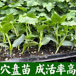 丝瓜苗秧苗长香丝瓜苗种籽子肉丝瓜苗春秋高产农家庭院四季蔬菜苗