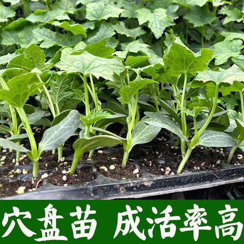 丝瓜苗秧苗长香丝瓜苗种籽子肉丝瓜苗春秋高产农家庭院四季蔬菜苗