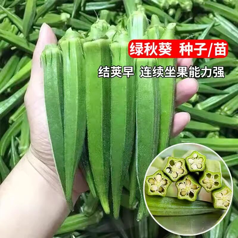 @水果秋葵苗阳台蔬菜苗秧苗南方种植种子春季羊角豆秧苗黄秋葵苗